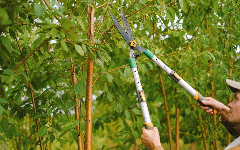Tree trimming in Honeyville, UT